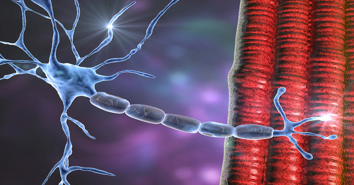              مرکز تحقیقات نوروماسکولار            Neuromuscular research center